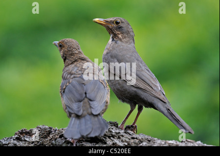 Gemeinsamen Amsel (Turdus Merula) Weibchen mit Jungtier, Belgien Stockfoto