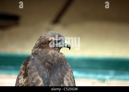 Harris Hawk über die Schulter schauen. Stockfoto