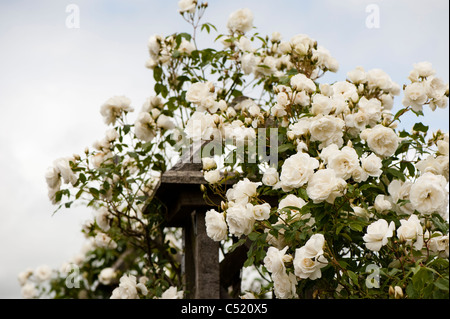 Rosa 'Climbing Iceberg"in voller Blüte Stockfoto