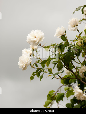 Rosa 'Climbing Iceberg"in voller Blüte Stockfoto