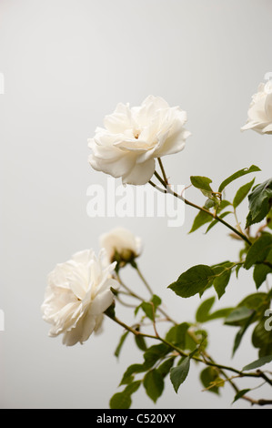 Rosa 'Climbing Iceberg"in voller Blüte Stockfoto