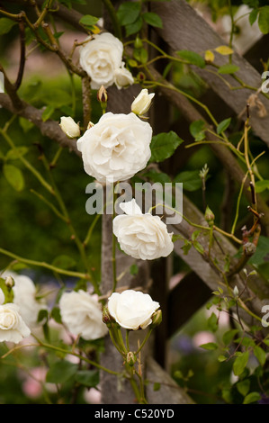 Rosa 'Climbing Iceberg"in voller Blüte Stockfoto