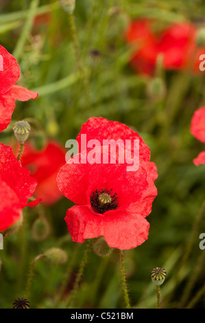 Gemeinsamen Mohn, Papaver Rhoeas, in der Blume in die Cotswolds, England, Vereinigtes Königreich Stockfoto