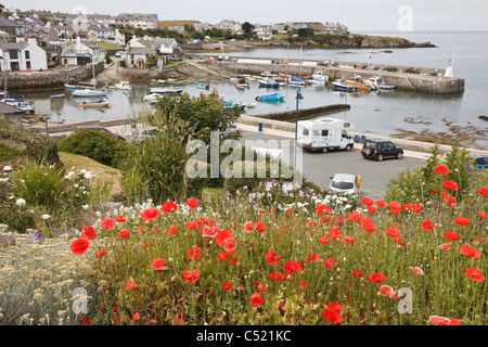 Blick auf kleinen Fischerhafen mit roter Mohn im Sommer. Cemaes, Isle of Anglesey, (Ynys Mon), North Wales, UK, Großbritannien Stockfoto