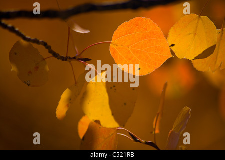 Populus tremuloides - Quaking Aspen leaves during the fall showing their vibrant colors on the Grand Mesa of Western Colorado. Stockfoto