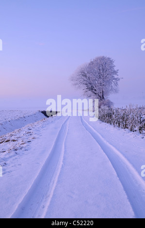 Schneebedeckten Baum in der Dämmerung auf dem Feld Stockfoto