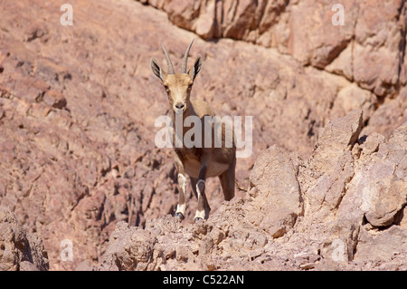 Doe nubische Steinböcke (Capra Ibex Nubiana); "Masiv Eilat" Naturschutzgebiet, Israel Stockfoto