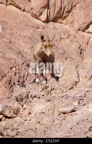 Doe nubische Steinböcke (Capra Ibex Nubiana); "Masiv Eilat" Naturschutzgebiet, Israel Stockfoto