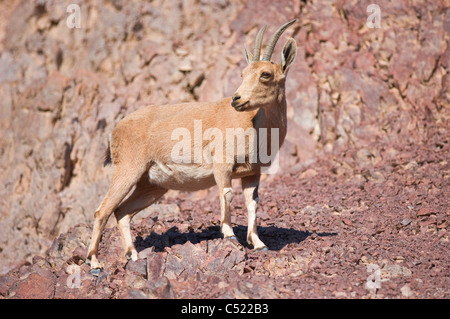 Doe nubische Steinböcke (Capra Ibex Nubiana); "Masiv Eilat" Naturschutzgebiet, Israel Stockfoto