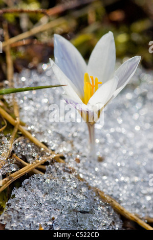 Crocus wildwachsenden durch Schnee (Crocus Vernus Albiflorus) Stockfoto