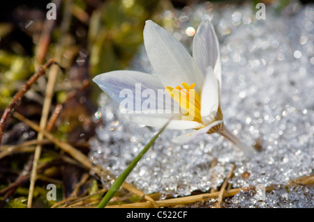 Crocus wildwachsenden durch Schnee (Crocus Vernus Albiflorus) Stockfoto