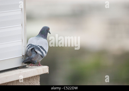 Stadt-Taube (Columba Livia) thront auf einem Fensterbrett Stockfoto