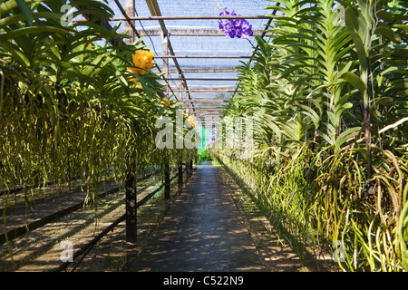 Eine Orchideenfarm in Thailand Stockfoto