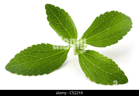 Stevia Rebaudiana, süße Blatt Zucker ersetzen isolierten auf weißen Hintergrund Stockfoto