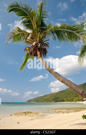 Strand mit Palmen Bäume, Pulau Redang Island, Malaysia, Südostasien, Asien Stockfoto