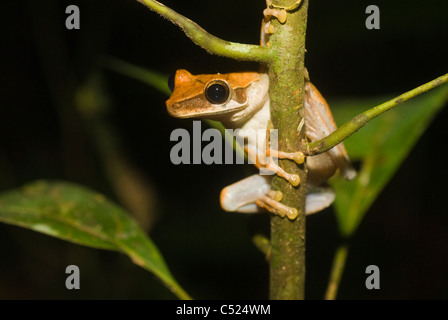 Lachend Frosch (Osteocephalus Planiceps) in der Nähe von Rio El Tigre, Loreto, Peru Stockfoto