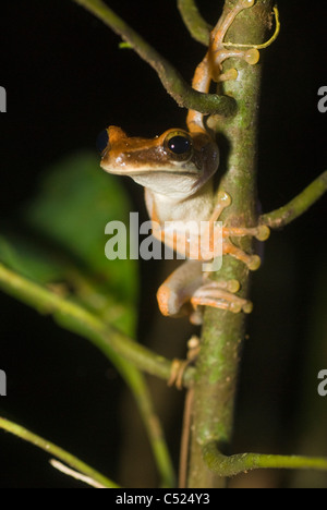 Lachend Frosch (Osteocephalus Planiceps) in der Nähe von Rio El Tigre, Loreto, Peru Stockfoto