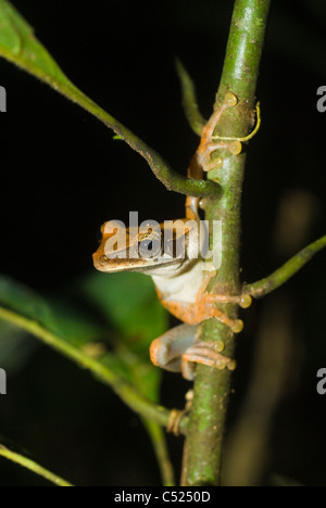 Lachend Frosch (Osteocephalus Planiceps) in der Nähe von Rio El Tigre, Loreto, Peru Stockfoto