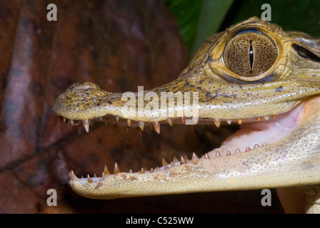 Brillentragende Kaiman (Caiman Crocodilus) auf Rio El Tigre in Loreto Peru Stockfoto