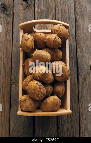 Jersey Royal Kartoffeln Stockfoto