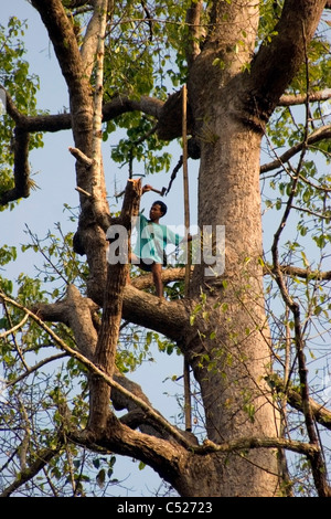 Ein Karen Paduang Flüchtling Mann aus Burma nutzt ein Beil, Holzschnitt von einem hohen Baum in einem Flüchtlingslager in Thailand. Stockfoto