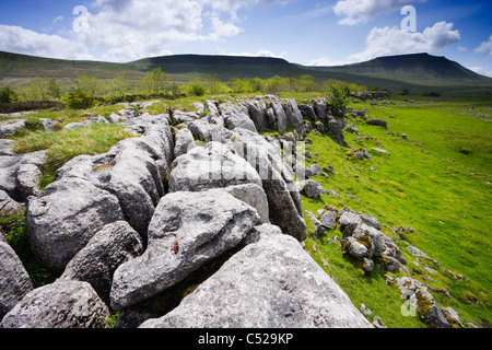 Kalkstein Pflaster bei Chapel-le-Dale, Ingleborough jenseits, North Yorkshire, UK. Stockfoto