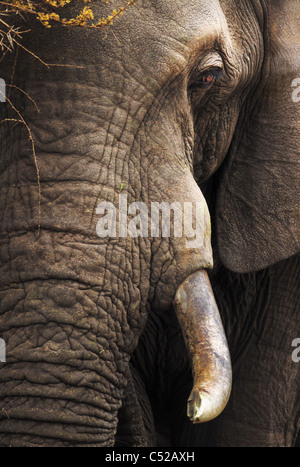 Nahaufnahme von einem afrikanischen Elefanten - Loxodonta Africana - Krüger Nationalpark - Südafrika Stockfoto