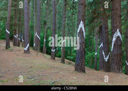 Oma Wald, Bizkaia, Baskenland, Spanien Stockfoto