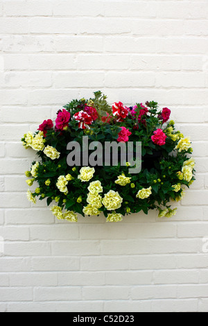 PETUNIEN WÄCHST IN EINEM WAND-KORB. Stockfoto