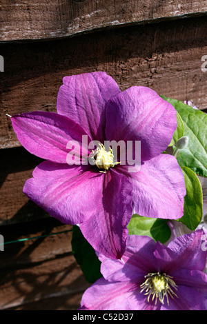 CLEMATIS-TWILIGHT. ALTEN MANNES BART. REISENDEN FREUDE. JUNGFRAU DER BOWER Stockfoto