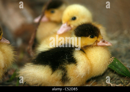 Junge Barbarie Entenküken (Cairina Moschata) Stockfoto