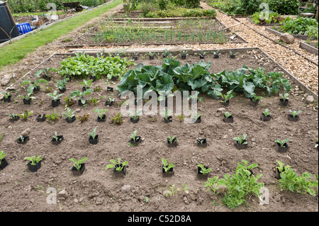 Vielzahl von Gemüse und Salat Pflanzen wachsen auf Gemeinschaft Kleingärten im Dorf von Llangattock Powys South Wales UK Stockfoto