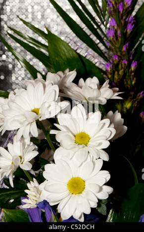 Bouquet von weißen Chrysanthemen. Frühlingsblumen Stockfoto