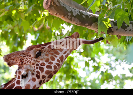 Giraffe Essen grüne Blätter am Baum im Zoo von Kiew, Ukraine Stockfoto