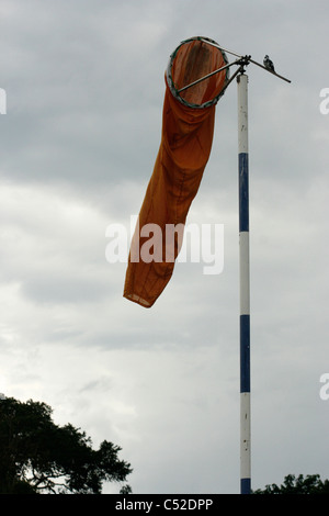 Windsack mit pied Kingfisher gehockt auf einer Insel im Viktoriasee, Uganda Stockfoto