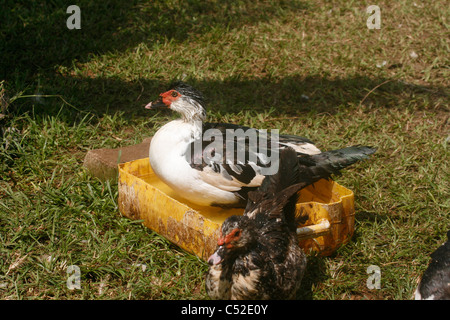 Ein Erwachsener Barbarie-Ente Baden (Cairina Moschata) Stockfoto