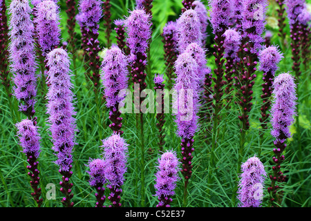 Blazing Star lila Blüten Liatris spicata Stockfoto