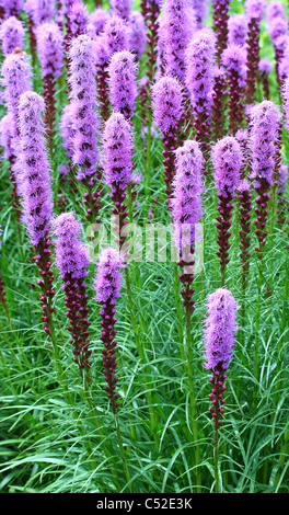 Blazing Star lila Blüten Liatris spicata Stockfoto