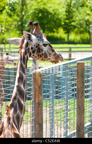 Eine Giraffe in seine eigene Traumwelt lässig an einem warmen Frühlingstag im Zoo von Banham Weiden Stockfoto