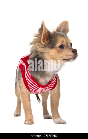 Winzige Chihuahua in roten und weißen T-shirt ansehen Stockfoto