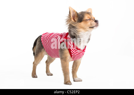 Winzige Chihuahua gekleidet in roten und weißen T-shirt träumen Stockfoto
