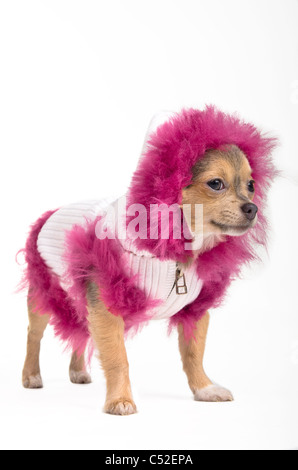 Chihuahua in Winterjacke und flauschige Haube zur Seite schauen Stockfoto