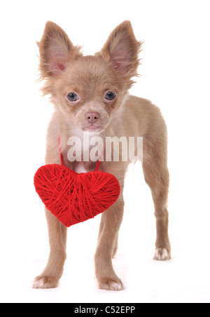 Niedliche Chihuahua Welpen tragen rosa Valentine Herzen aus Holz Halskette isoliert auf weißem Hintergrund stehen Stockfoto