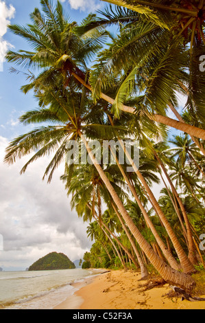 Exotischen Strand mit Palmen Stockfoto