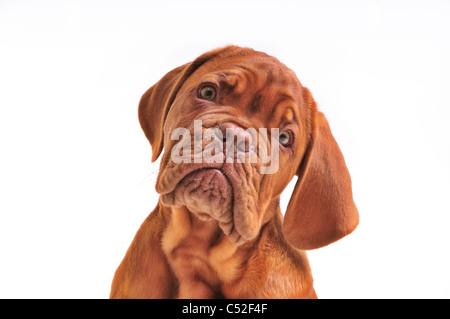 Porträt der schönen Dogge De Bordeaux Welpen Stockfoto