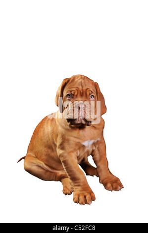 Isolierte Welpen Dogge De Bordeaux Stockfoto