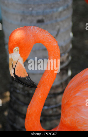 Ein Porträt von einem karibischen Flamingo lateinischen Namen Phoenicopterus ruber Stockfoto