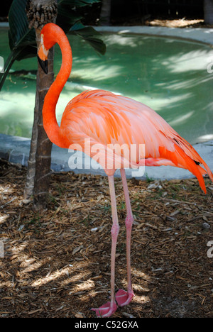 Ein Porträt von einem karibischen Flamingo lateinischen Namen Phoenicopterus ruber Stockfoto