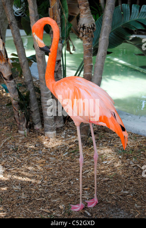 Ein Porträt von einem karibischen Flamingo lateinischen Namen Phoenicopterus ruber Stockfoto