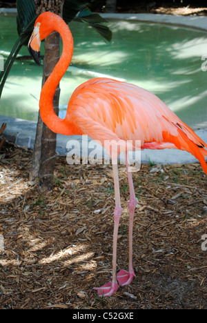 Ein Porträt von einem karibischen Flamingo lateinischen Namen Phoenicopterus ruber Stockfoto